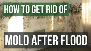 How to Get Rid of Mold After Flooding Guaranteed- 4 Easy Steps