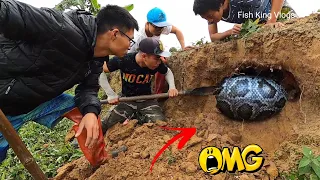 4 Best Videos Of Catch Giant Snakes Recorded By The Camera