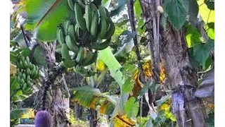 Cultivo Artesanal de Banano por campesinos - TvAgro por Juan Gonzalo Angel