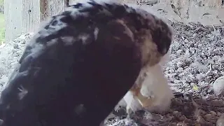 FalconCam Project~Ouch! Indigo grabbed Rubus' leg and pulled her away ~1:16 p.m. 2022/11/05