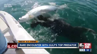 Massive hammerhead caught on video stealing tarpon from captain's hands