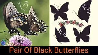 Pair Of Black butterflies Meaning In Hindi | #brownbutterfly #whitebutterfly  @BeHappyAndPositive04