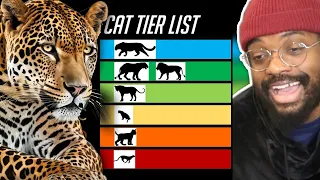 TIERZOO CAT TIER LIST CHANGED EVERYTHING WE KNEW ABOUT CATS 🤯