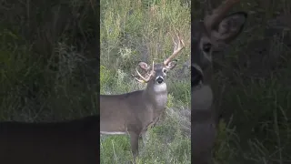Crazy UNIQUE Whitetail Buck, What Would You Call This Deer? #shorts #hunting #wildlife #nature