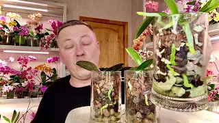 кормим ЛИСТЬЯ ОРХИДЕЙ для роста корней орхидеи в ПИВНЫХ КРУЖКАХ третье кормление