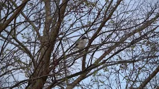 Loggerhead Shrike Calling