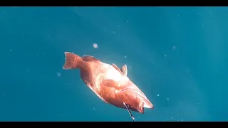 דייג בצלילה חופשית - 3.4.24 - Spearfishing Israel