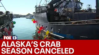 Alaska's bering snow crab, king crab seasons canceled | FOX 13 Seattle