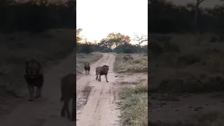 Two of the three River pride males chasing the old River pride males 📹 Ntsiri Private Nature Reserve