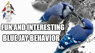 Fun and Interesting Blue Jay Behavior | Courtship Feeding