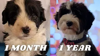 PUPPY GROW 1 Month to 1 Year Compilation