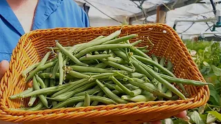 My Greenhouse Green Bean Growing Test