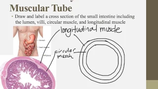 IB Biology Notes for Chapters 6.1 and D2