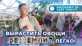 Вырастить 🍅🍆🥒 без земли? Легко!