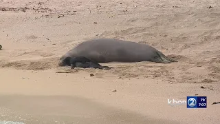 Hawaiian monk seal births May Day pup on Kaimana Beach