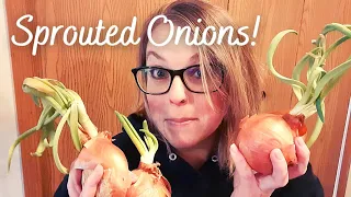 How To Regrow Onions From Store Bought Onions #foodsecurity