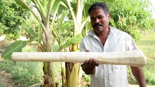 BIG BANANA STEM Cooking IN My Village |  Natural Remedies for Kidney Stones | VILLAGE FOOD