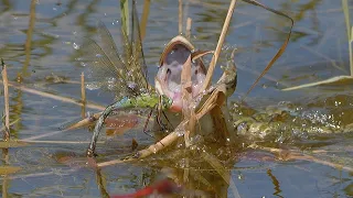 Spectacular frog attack on dragonfly / Spektakulärer Froschangriff auf Libelle