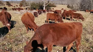 You want your own profitable grazing operation? Here's how.