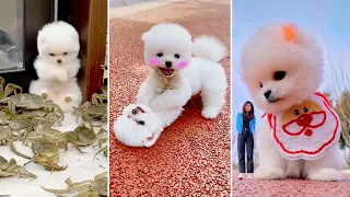 Tik Tok Chó Phốc Sóc Mini 😍 Chó phốc sóc đáng yêu và tinh nghịch #394