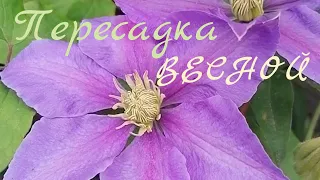 Пересадка клематиса весной. #дача#сад#клематис