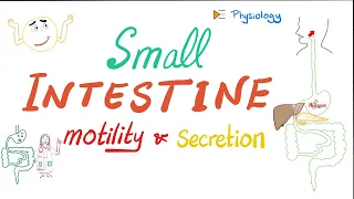 Small Intestine Motility and Secretions | GI Physiology