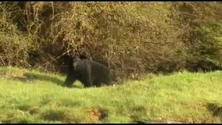 Archery Black Bear in Alaska Spot & Stalk Hunting