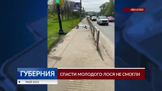 В Иванове не смогли спасти молодого лося