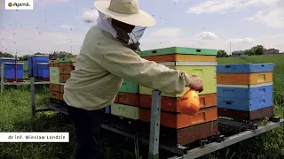 Jak stosować APIMIL - film instruktażowy