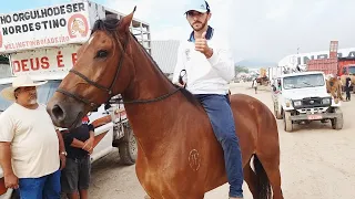 FEIRA DE EQUINOS EM CARUARU-PE    #nordeste  14-06-2022