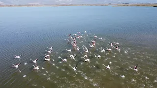 Laguna Kune-Vain, Lezhe, Shqipëri (Albania by Drone)