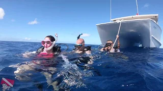 Scuba Diving Hawaii | Sea Tiger Wreck | vlog 417