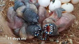 Our first baby Gouldians. 25 days from hatching to flying.