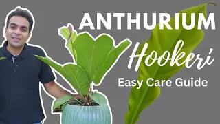 Anthurium Hookeri | Birds Nest Anthurium | Easy Care for Beginners #anthurium #tropicalplants