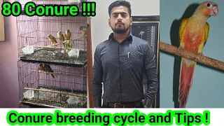 Small Conure breeding cycle & Tips | Income from 1 Pair of Small conure