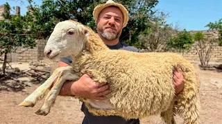 Butchering A Whole Sheep And Cooking A Juicy Stew That Makes Me Crazy