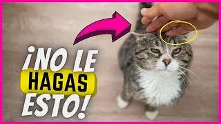 10 Cosas Que Los Gatos Odian Más Que Ser Levantados