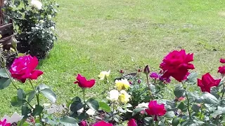 Мои бывшие плетистые розы, которые не смогли расти в в 3 зоне❄️