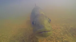 UNDERWATER Bass Feeding!