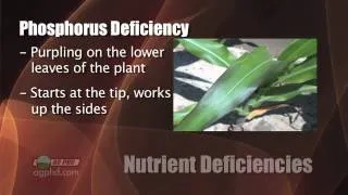 Nutrient Deficiencies In Corn #744 (Air Date 7/8/12)