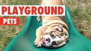 Playground Pets | Funny Pet Video Compilation 2018