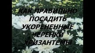 КАК ПРАВИЛЬНО ПОСАДИТЬ УКОРЕНЕННЫЕ ЧЕРЕНКИ ХРИЗАНТЕМЫ?СХЕМА ПОСАДКИ.