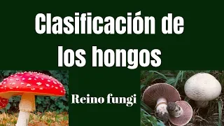 CLASIFICACIÓN DE LOS HONGOS: Reino fungi