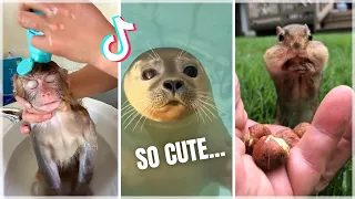 Cute Animals Tiktok Compilation to Brighten Up Your Day