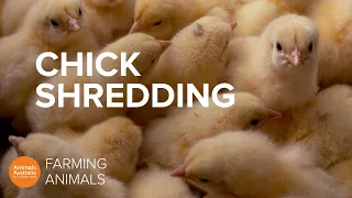 Why the egg industry shreds newborn baby chicks