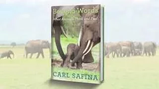 Carl Safina Discusses His Book 'Beyond Words: What Animals Think and Feel'
