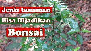 8 Jenis Tanaman Yang bisa dijadikan Bonsai di Alam Liar. #tanamanbonsai #jenistanamanbonsai #bonsai