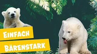 Eisbär Knut auf Abwegen | Panda, Gorilla & Co.