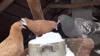 Как пережить птице зиму на даче.
