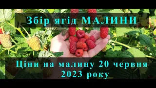 Що з цінами? Збір малини вже розпочався. Ціни на малину. Перший врожай.